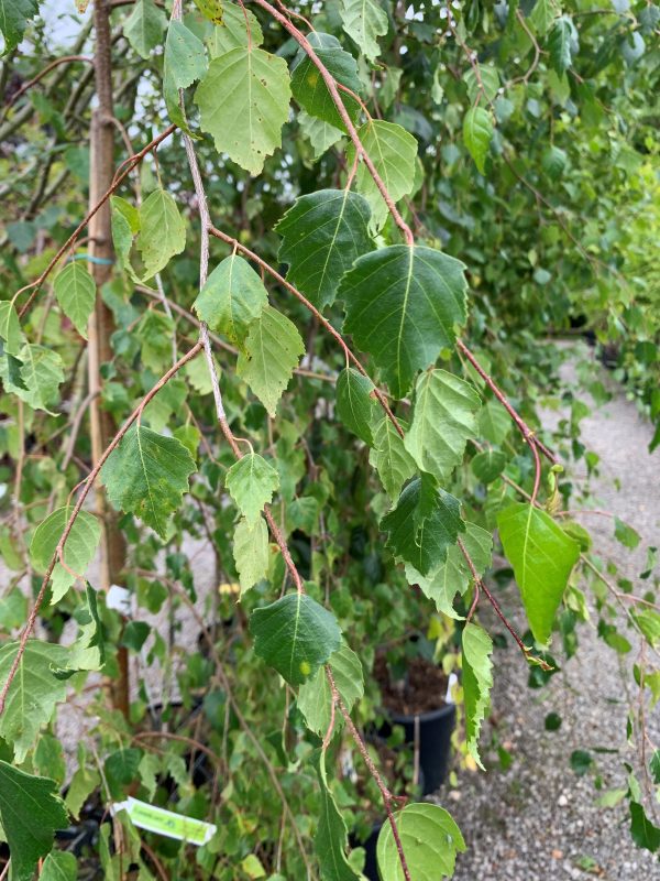 Betula pendula 'Youngii' (Young's weeping birch)