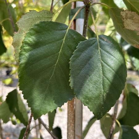 Betula utilis jacquemontii 'Snow Queen'