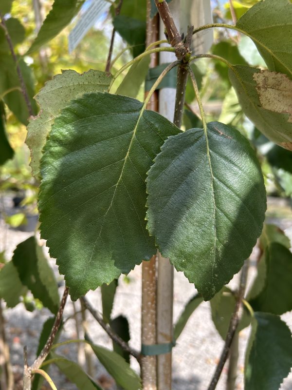 Betula utilis jacquemontii 'Snow Queen'