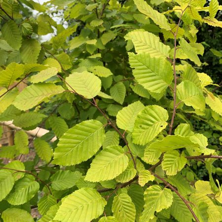 Carpinus betulus 'Chartreuse'