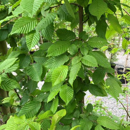 Carpinus betulus 'Chartreuse'