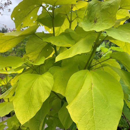 Catalpa bignoniodes 'Aurea'