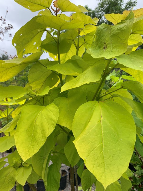 Catalpa bignoniodes 'Aurea'