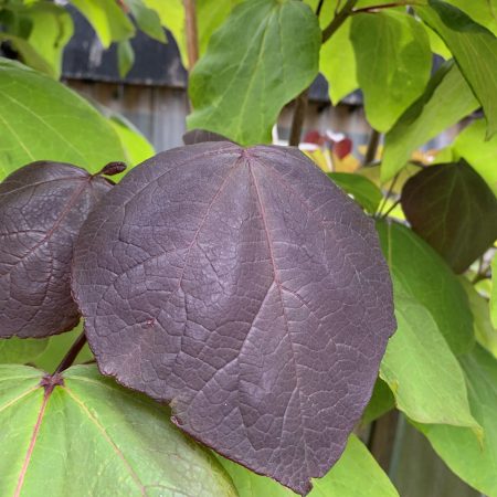 Catalpa x erubescens 'Purpurea'