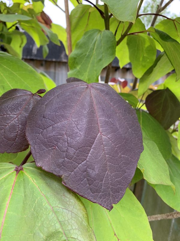 Catalpa x erubescens 'Purpurea'