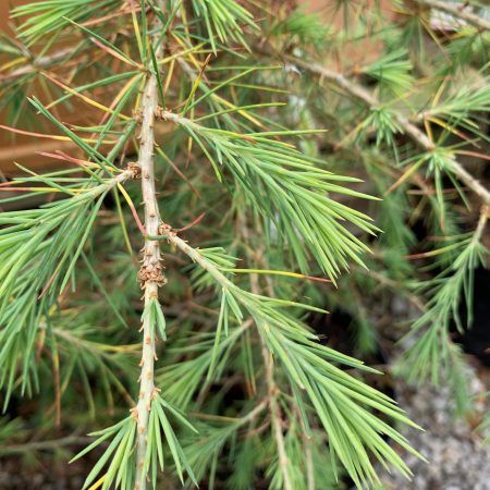 Cedrus deodara