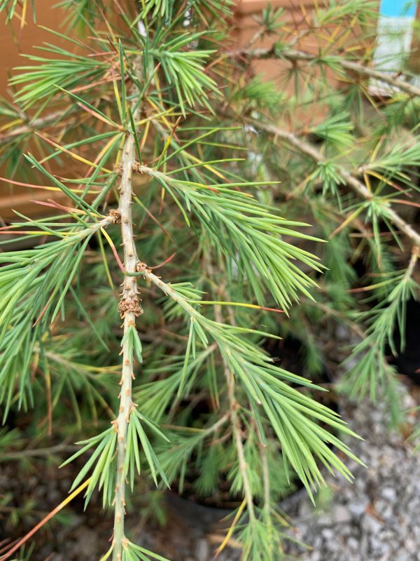 Cedrus deodara