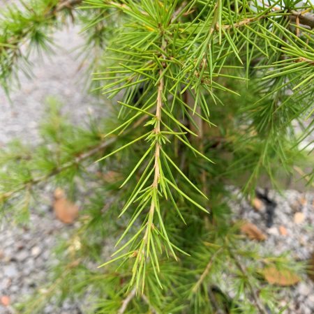 Cedrus libani (Cedar of Lebanon)