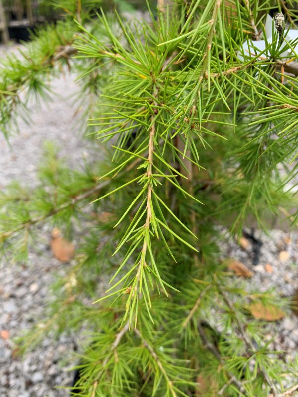 Cedrus libani (Cedar of Lebanon)