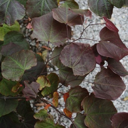 Cercis canadensis 'Forest Pansy'