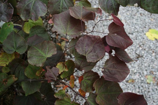 Cercis canadensis 'Forest Pansy'