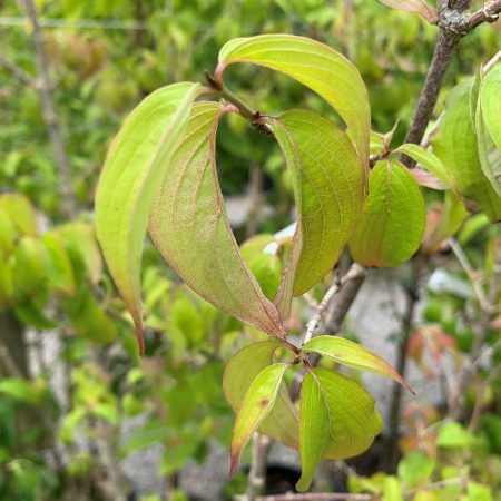 Cornus mas (Cornelian Cherry)