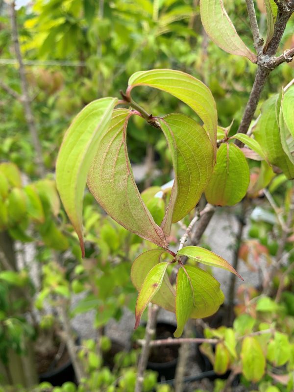 Cornus mas (Cornelian Cherry)