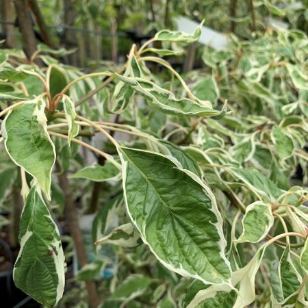 Cornus controversa 'Variegata' (Wedding Cake Tree)