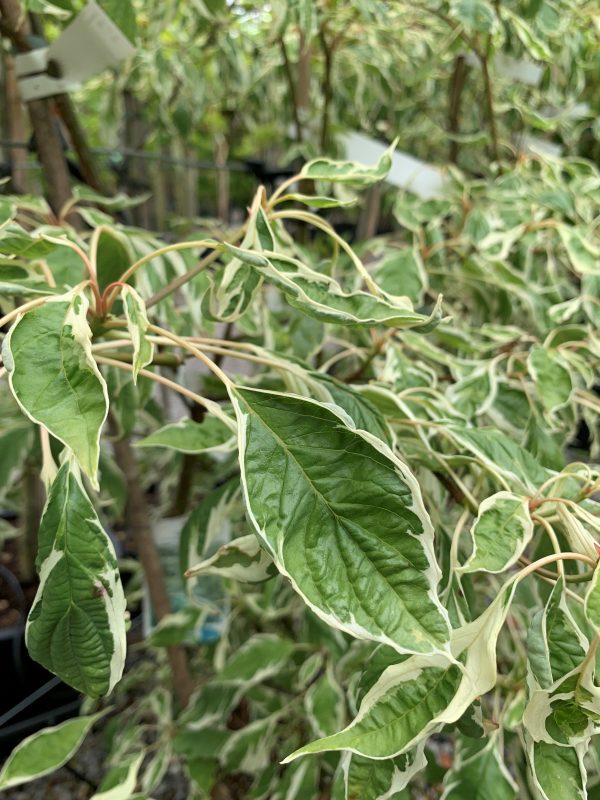 Cornus controversa 'Variegata' - Wedding Cake Tree