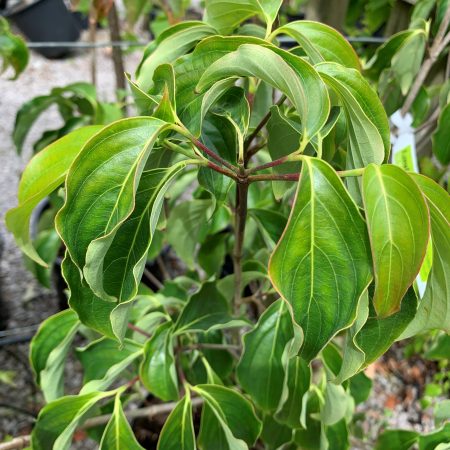 Cornus kousa 'China Girl'