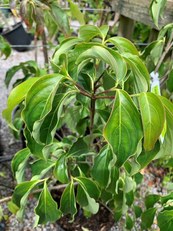 Cornus kousa 'China Girl'