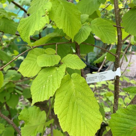 Corylus avellana - Hazel