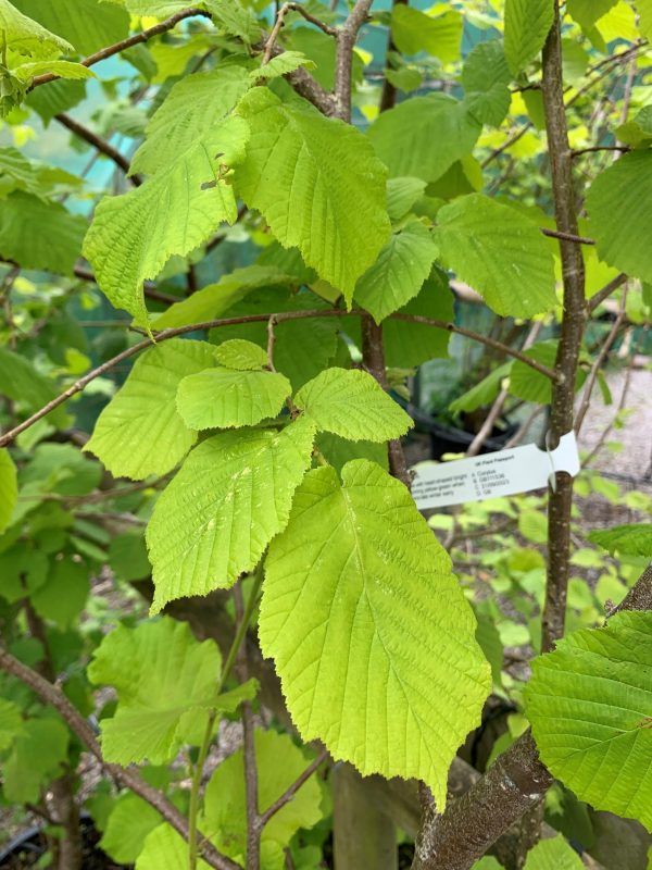 Corylus avellana - Hazel