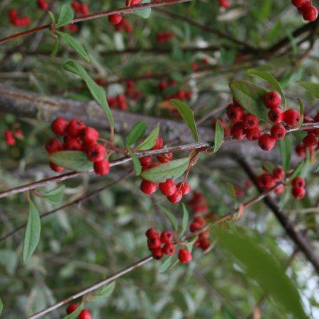 Cotoneaster 'Hybridus Pendulus' (Weeping Cotoneaster)