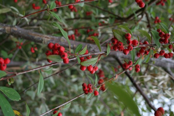 Cotoneaster 'Hybridus Pendulus' (Weeping Cotoneaster)