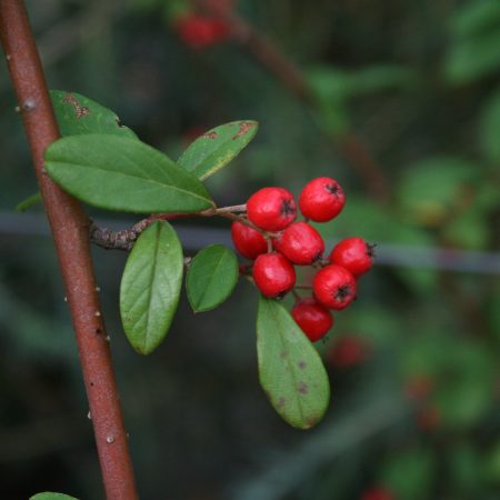 Cotoneaster 'Hybridus Pendulus' (Weeping Cotoneaster)