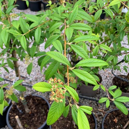 Cotoneaster salicifolius 'Rothschildianus'