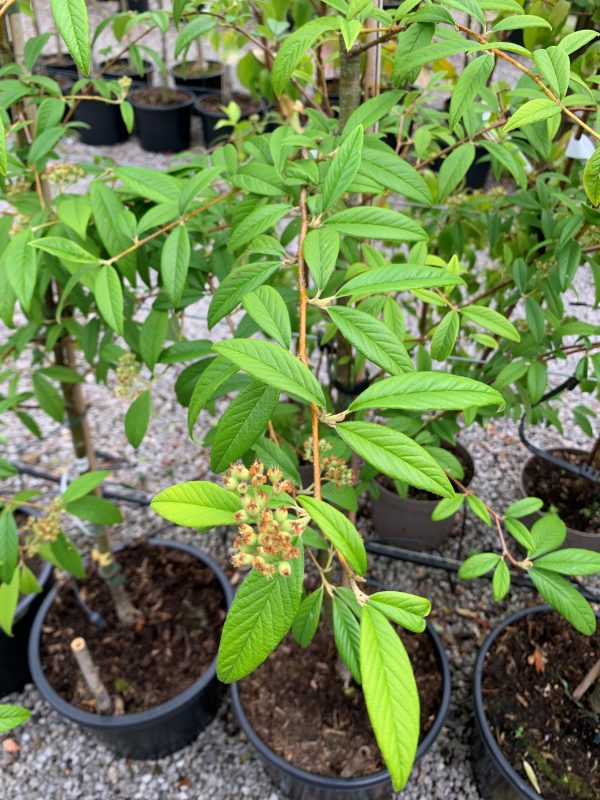 Cotoneaster salicifolius 'Rothschildianus'