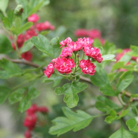 Crataegus laevigata 'Paul's Scarlet'