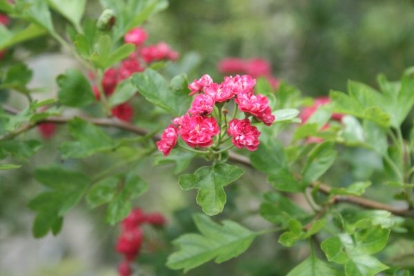 Crataegus laevigata 'Paul's Scarlet'