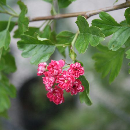 Crataegus laevigata 'Paul's Scarlet'