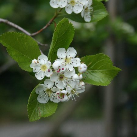 Crataegus prunifolia