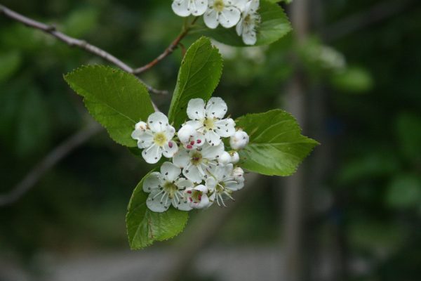 Crataegus prunifolia