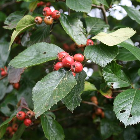 Crataegus prunifolia