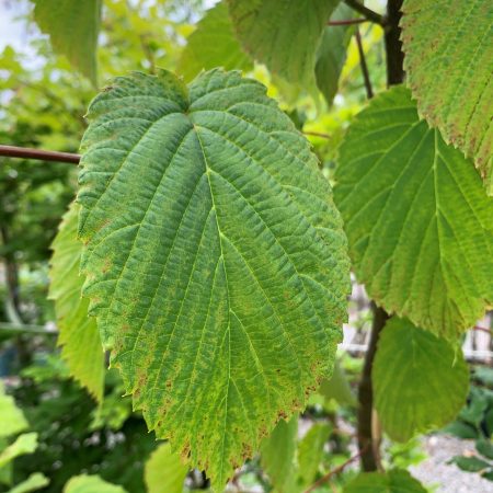 Davidia involucrata - Handkerchief Tree