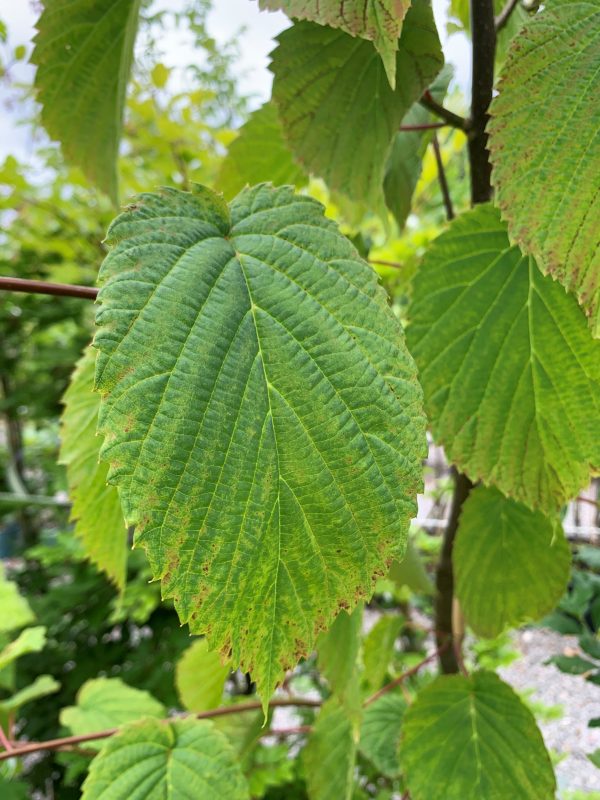 Davidia involucrata - Handkerchief Tree