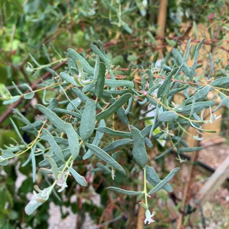 Eucalyptus gunni France Bleu