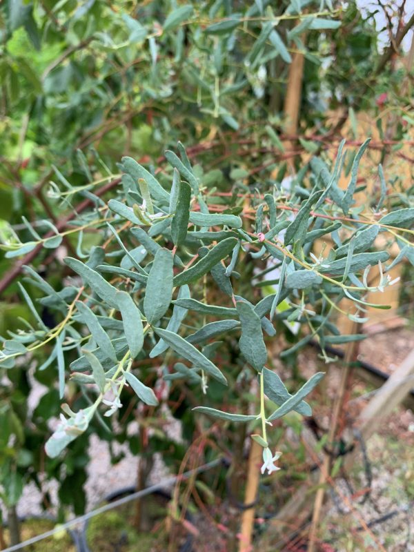 Eucalyptus gunni France Bleu