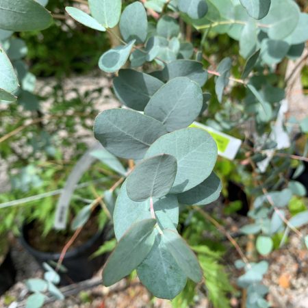 Eucalyptus gunni silverana