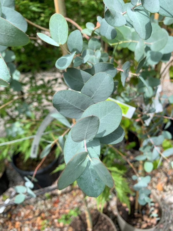 Eucalyptus gunni silverana