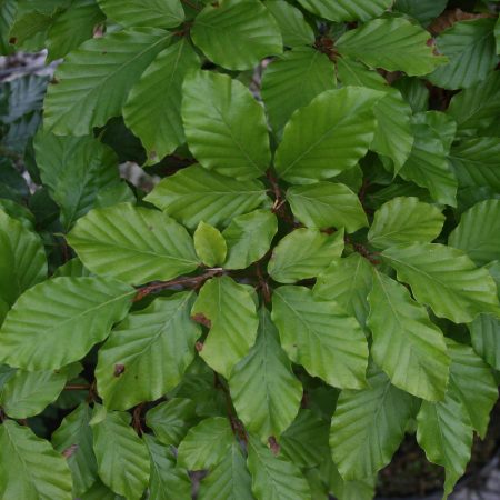 Fagus sylvatica - Beech