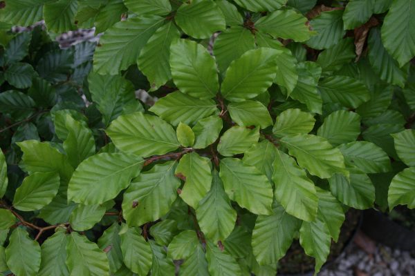 Fagus sylvatica - Beech