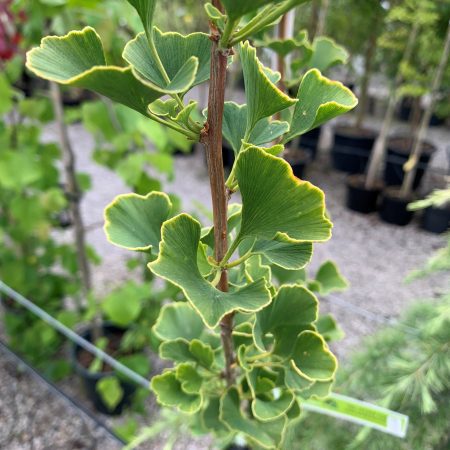 Ginkgo biloba - Maidenhair Tree