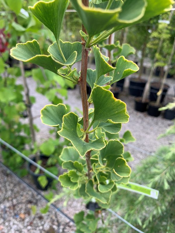 Ginkgo biloba - Maidenhair Tree