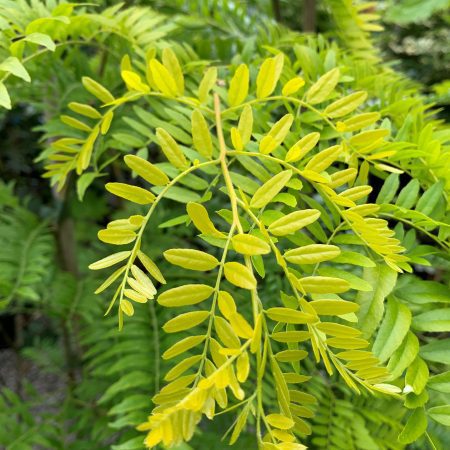 Gleditsia triacanthus 'Sunburst'