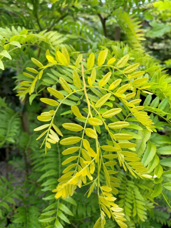 Gleditsia triacanthus 'Sunburst'