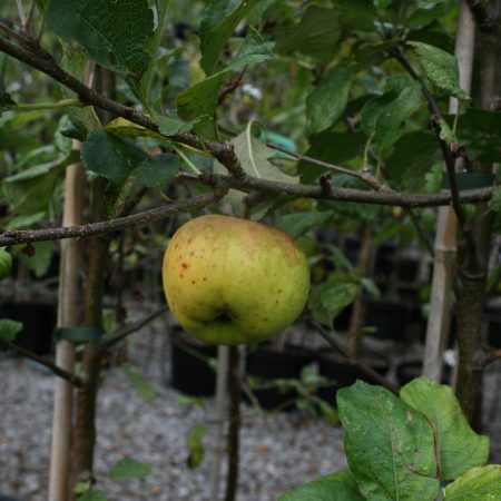 Greensleeve Apple Tree