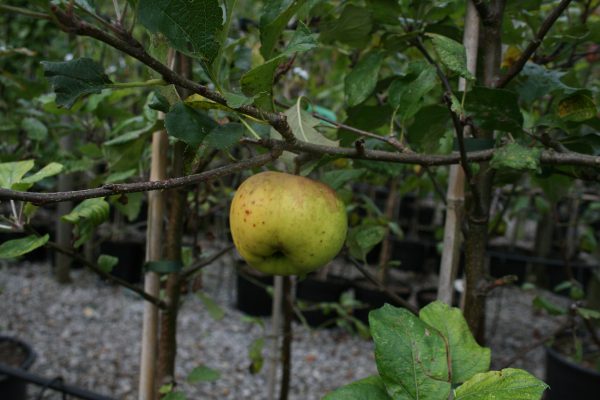 Greensleeve Apple Tree