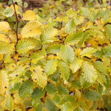 Carpinus betulus - Hornbeam