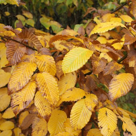 Carpinus betulus - Hornbeam